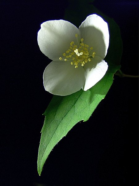 Bauernjasmin